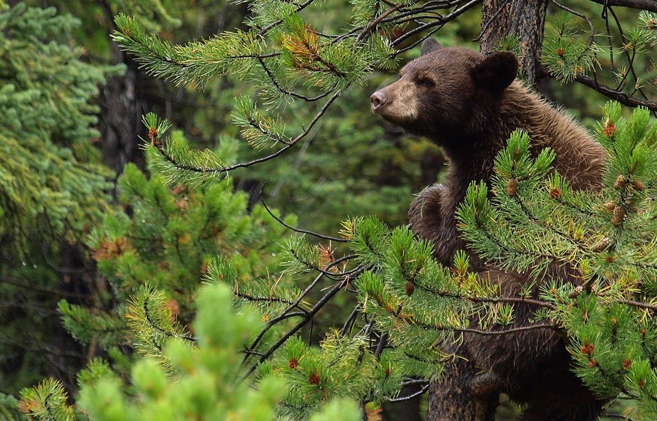 Bear safety